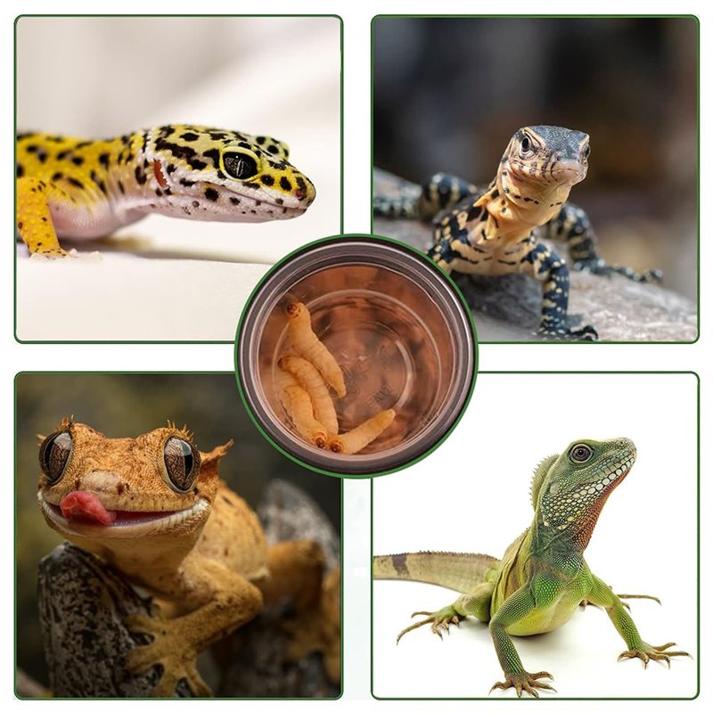 Pojemniki na karmę i wodę dla  – Water Dish Reptile recenzja i cena